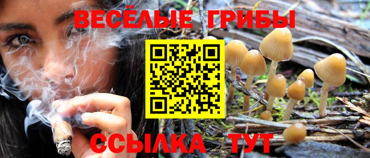 Галлюциногенные грибы Cubensis  Вход с VPN  Черняховск 