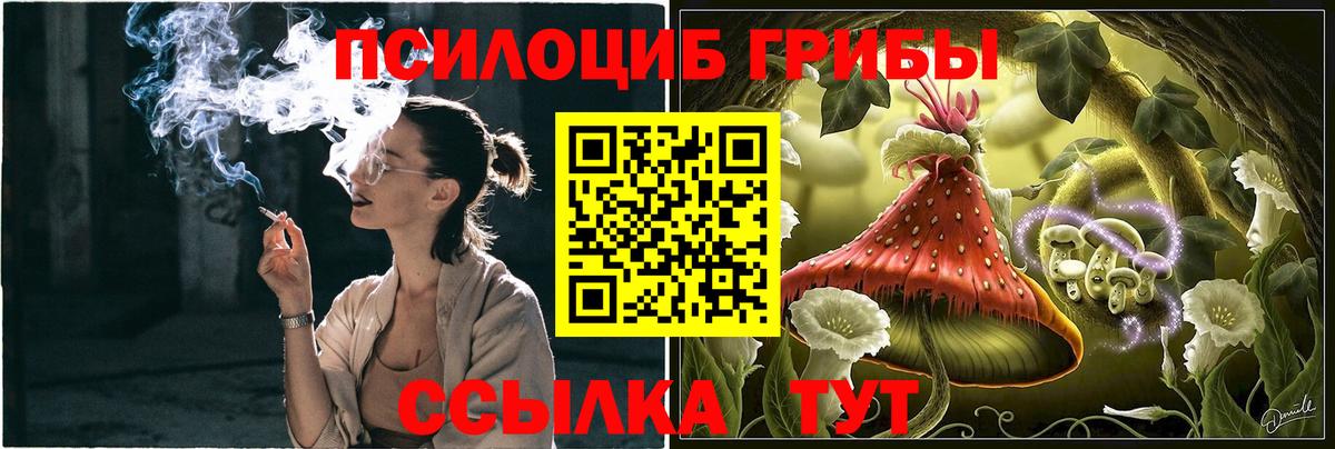 Псилоцибиновые грибы Psilocybe Черняховск